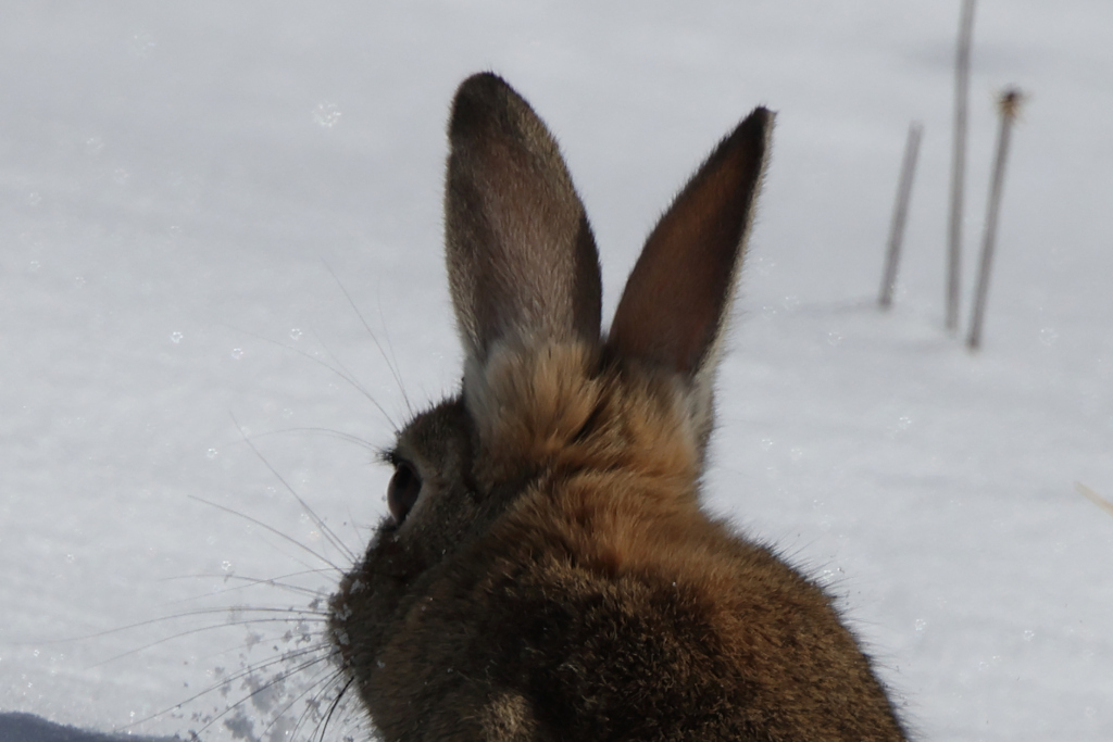 Minilepre/Coniglio selvatico (aiuto identificazione)